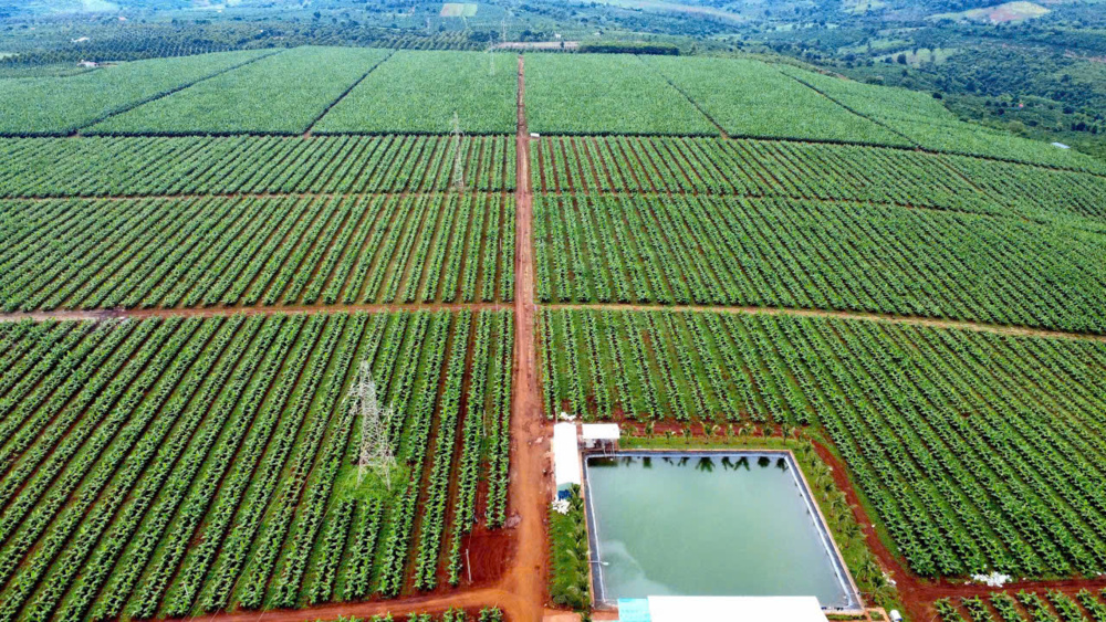 Nông nghiệp Tây Nguyên: Chủ sở hữu & pháp lý Trần Hoàng Tuấn