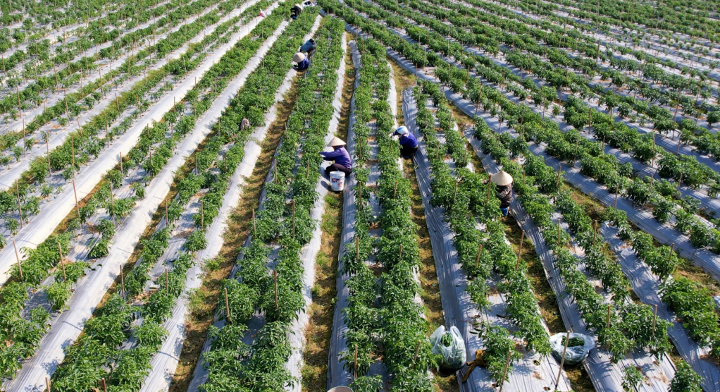 Khang Thịnh Garden Có Uy Tín Không? Cảnh Báo Nhà Đầu Tư Nông Nghiệp Trọn Gói
