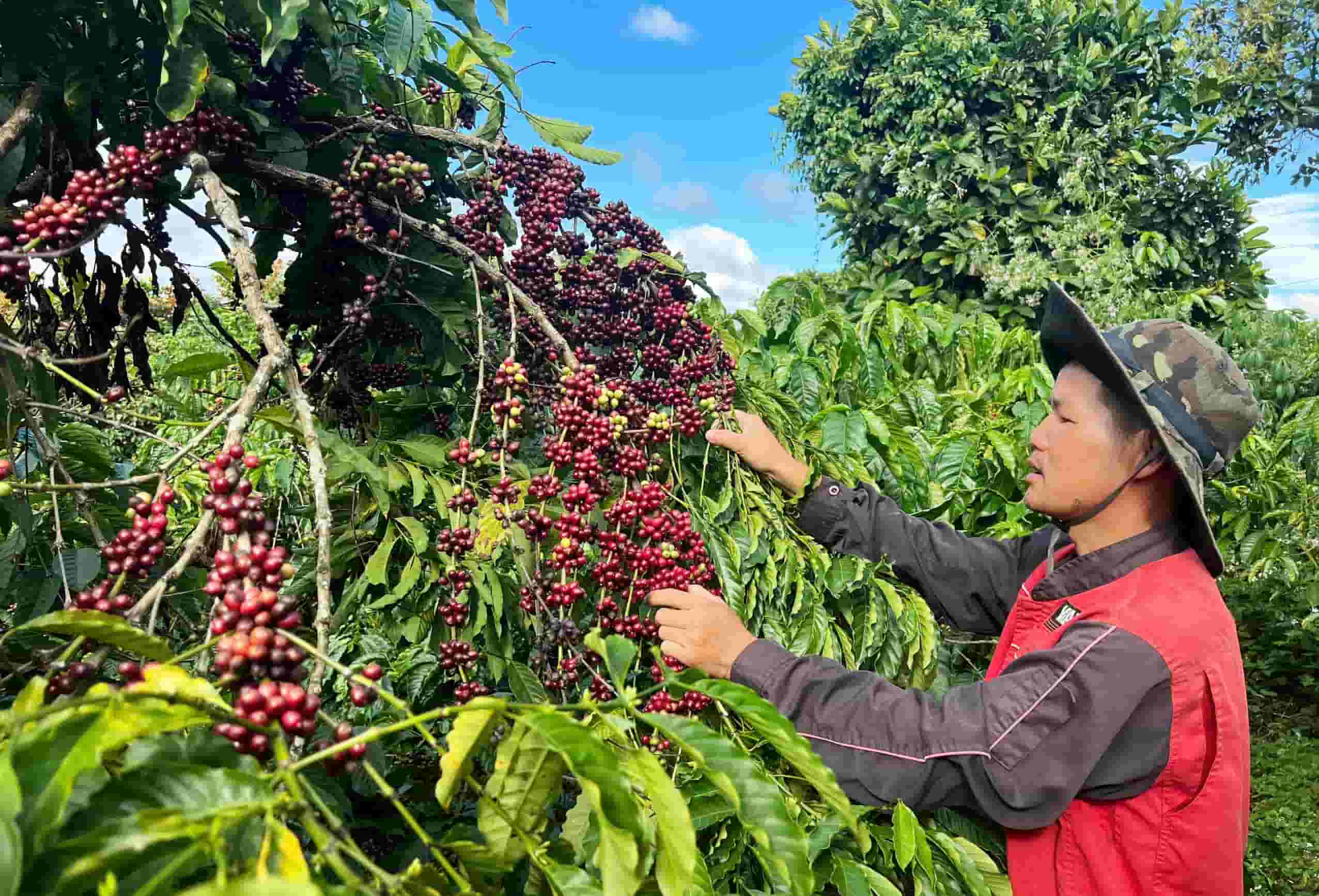 Đại Lâm Môn Lâm Đồng: Vùng Trồng, Sản Lượng & Đặc Điểm Canh Tác