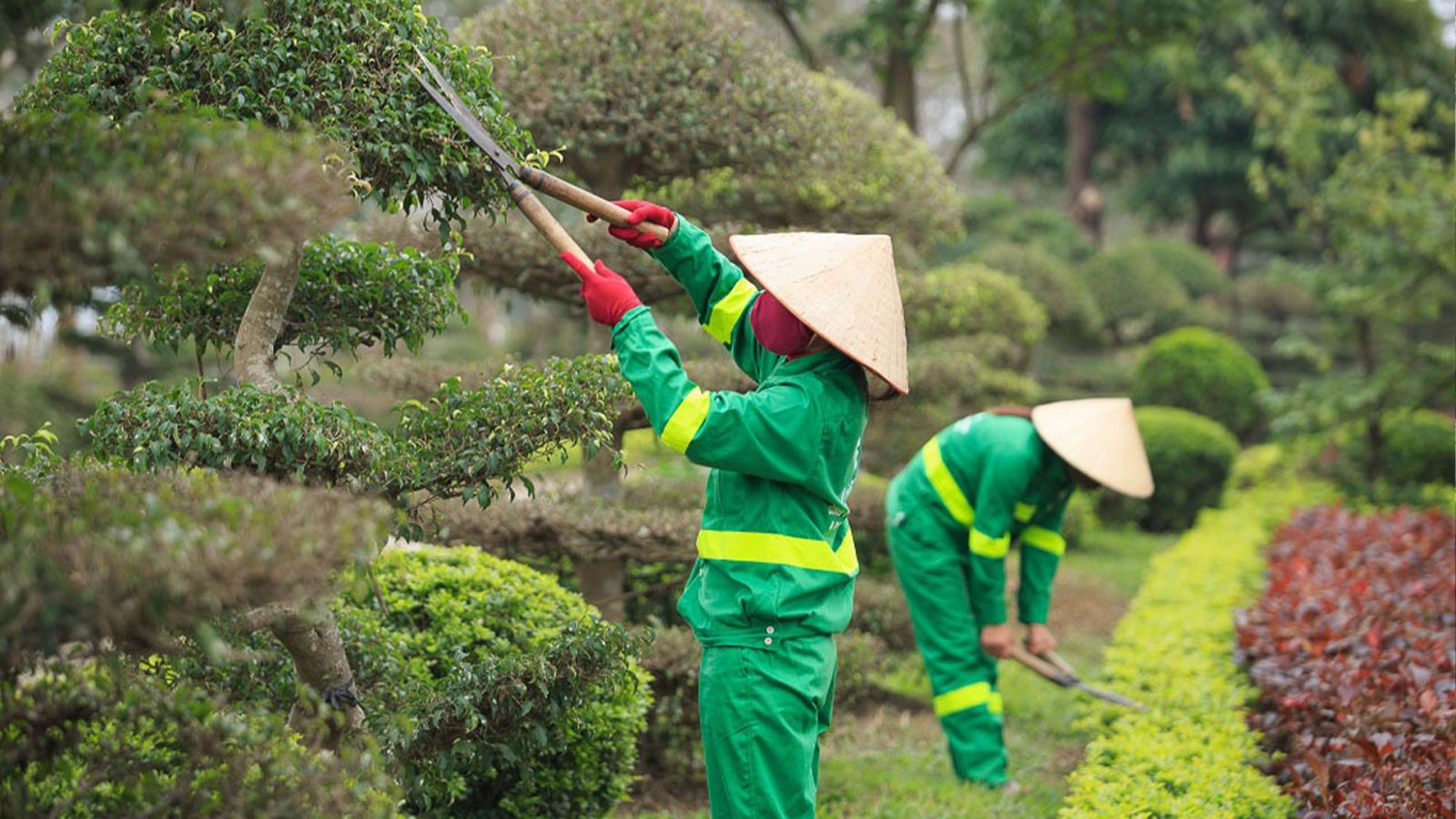 Cây Trồng Sân Vườn Dễ Chăm Sóc: Top 10 Loại Đẹp, Ít Tốn Công