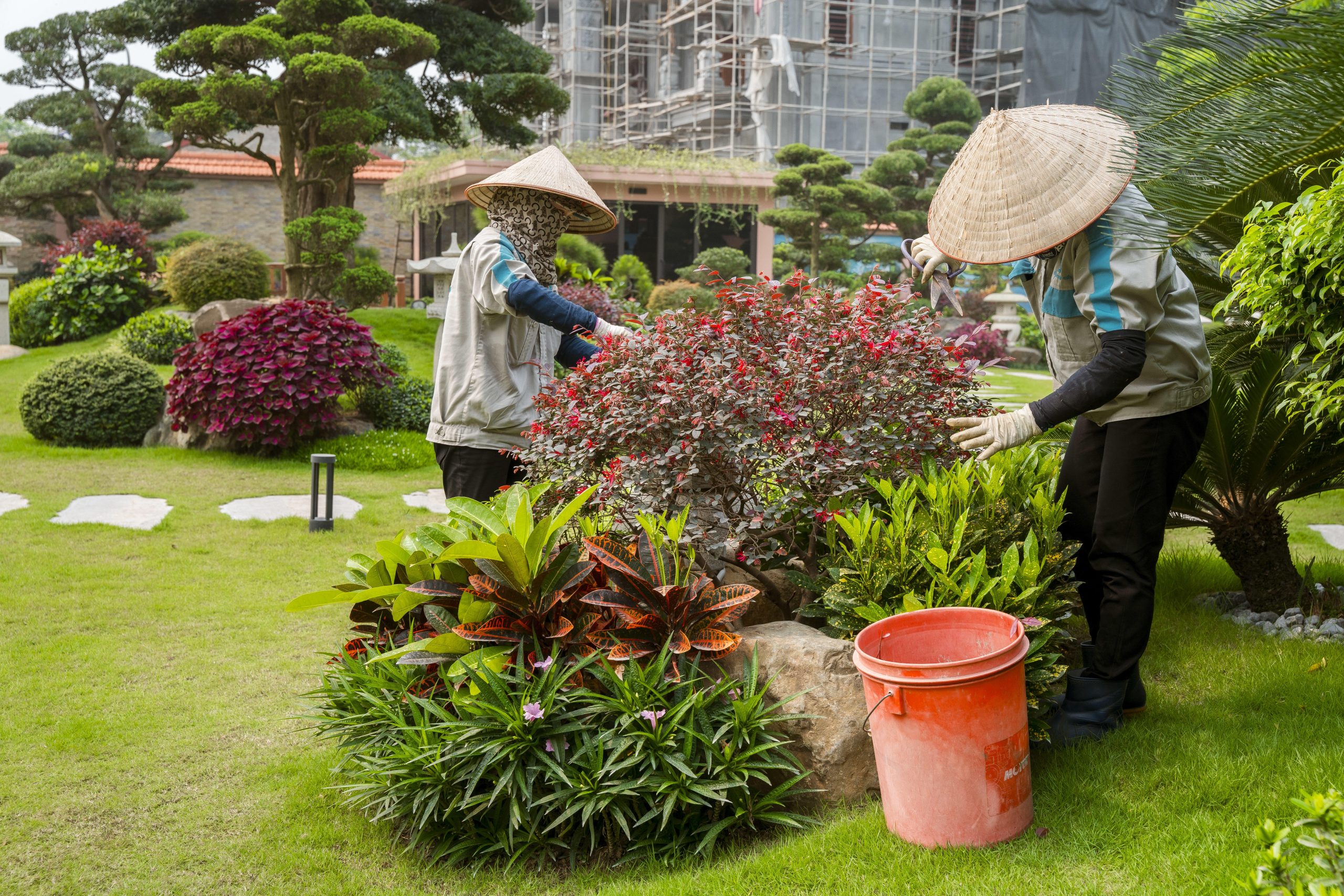 Cây Trồng Sân Vườn Dễ Chăm Sóc: Top 10 Loại Đẹp, Ít Tốn Công