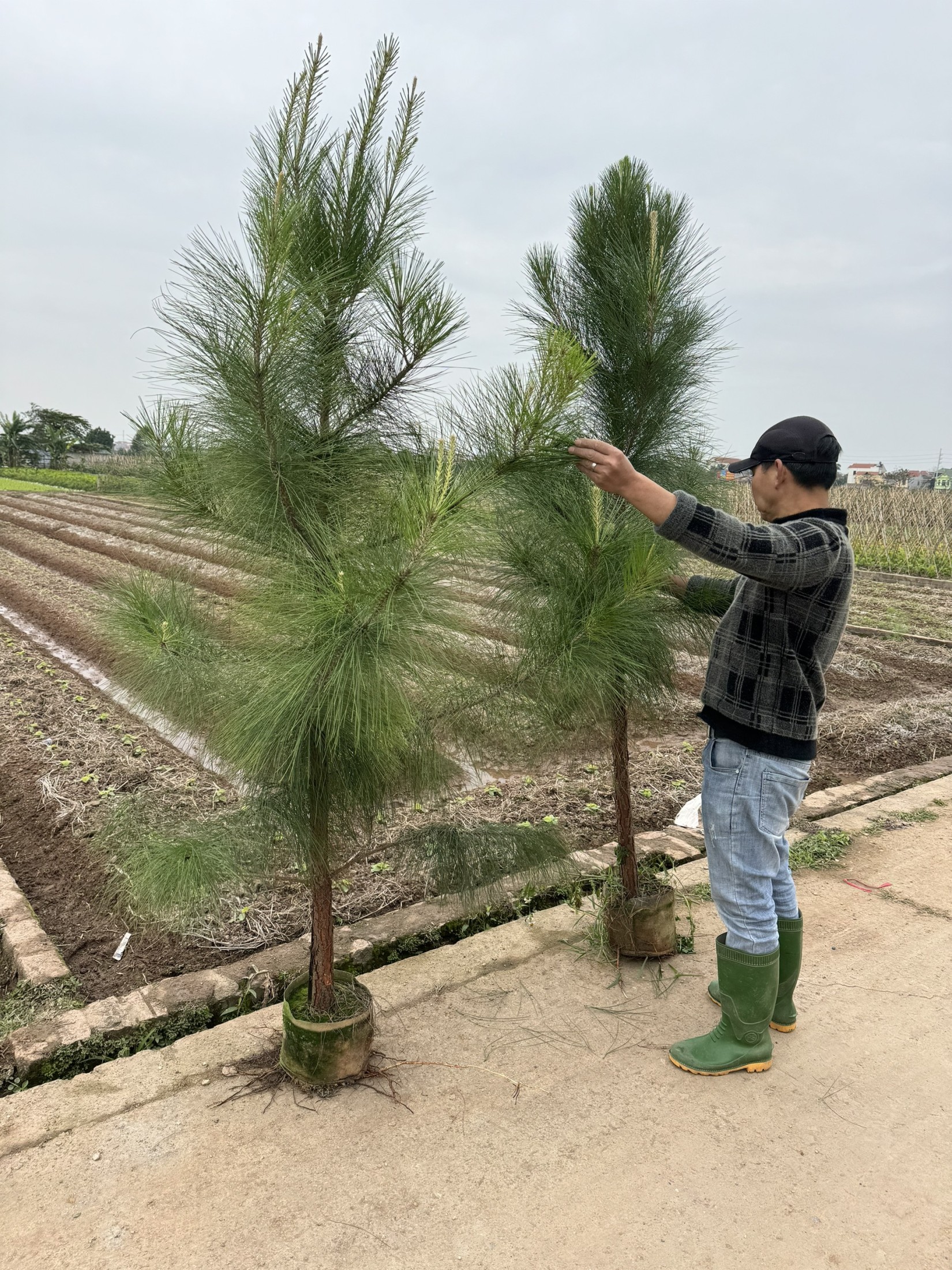 Cung Cấp Cây Thông Đà Lạt Uy Tín