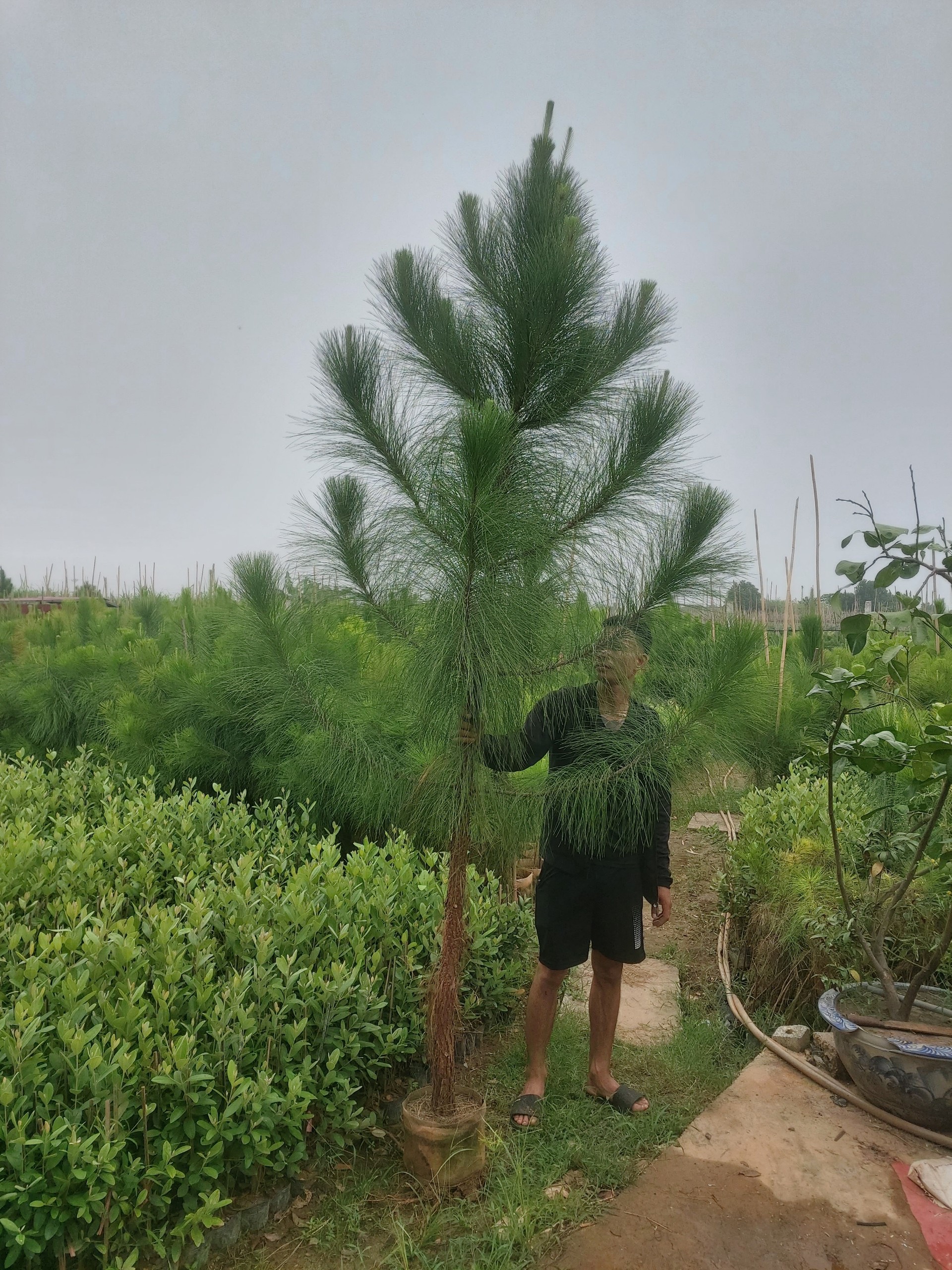Cây Thông Cảnh Quan
