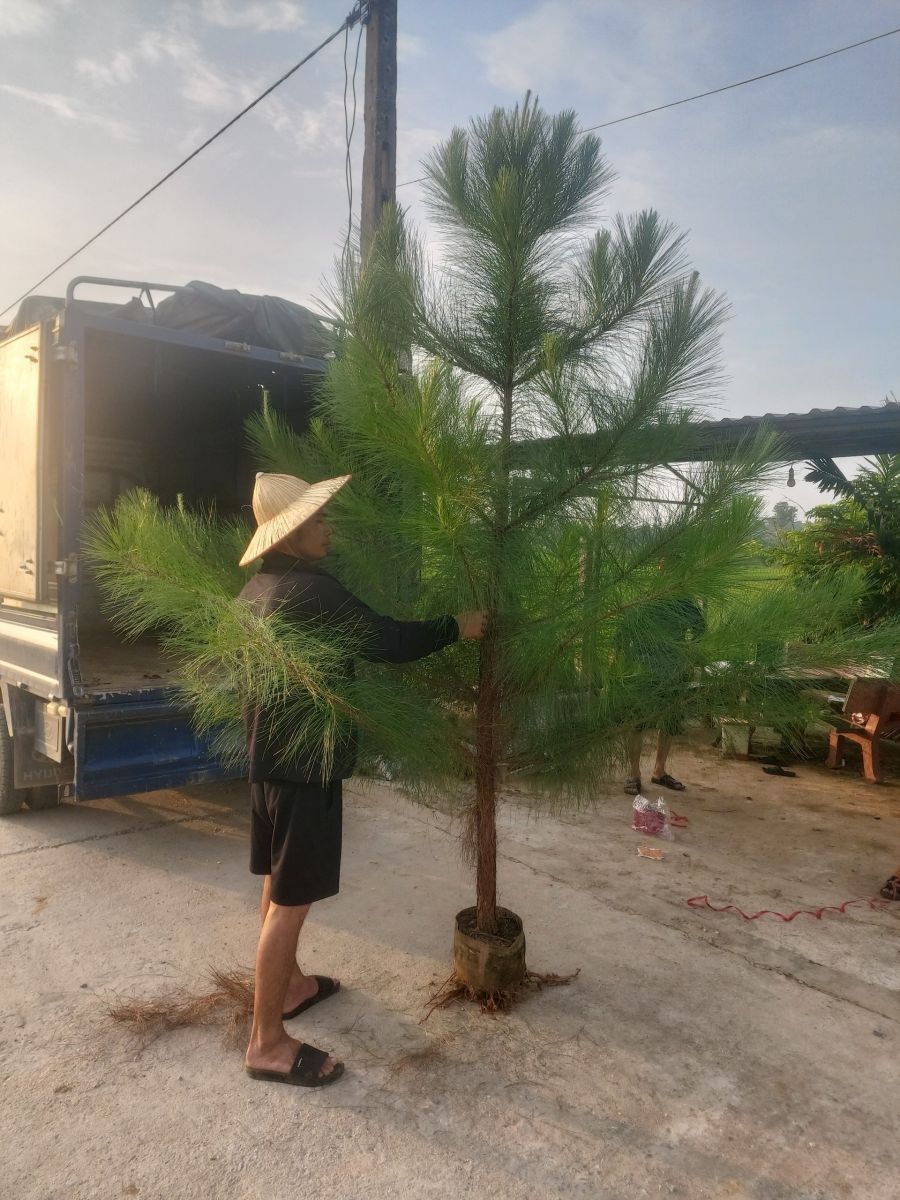 Bán Cây Thông Đà Lạt Số Lượng Lớn Toàn Quốc