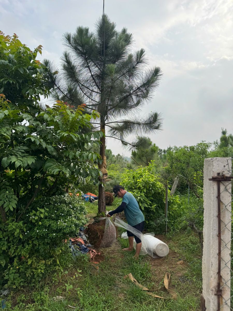 Bán Cây Thông Đà Lạt Số Lượng Lớn Toàn Quốc