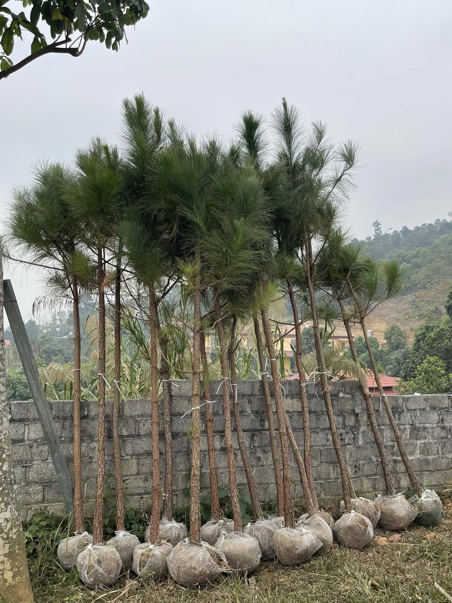 Cây Thông Công Trình Giá Tốt Tại Tây Nguyên