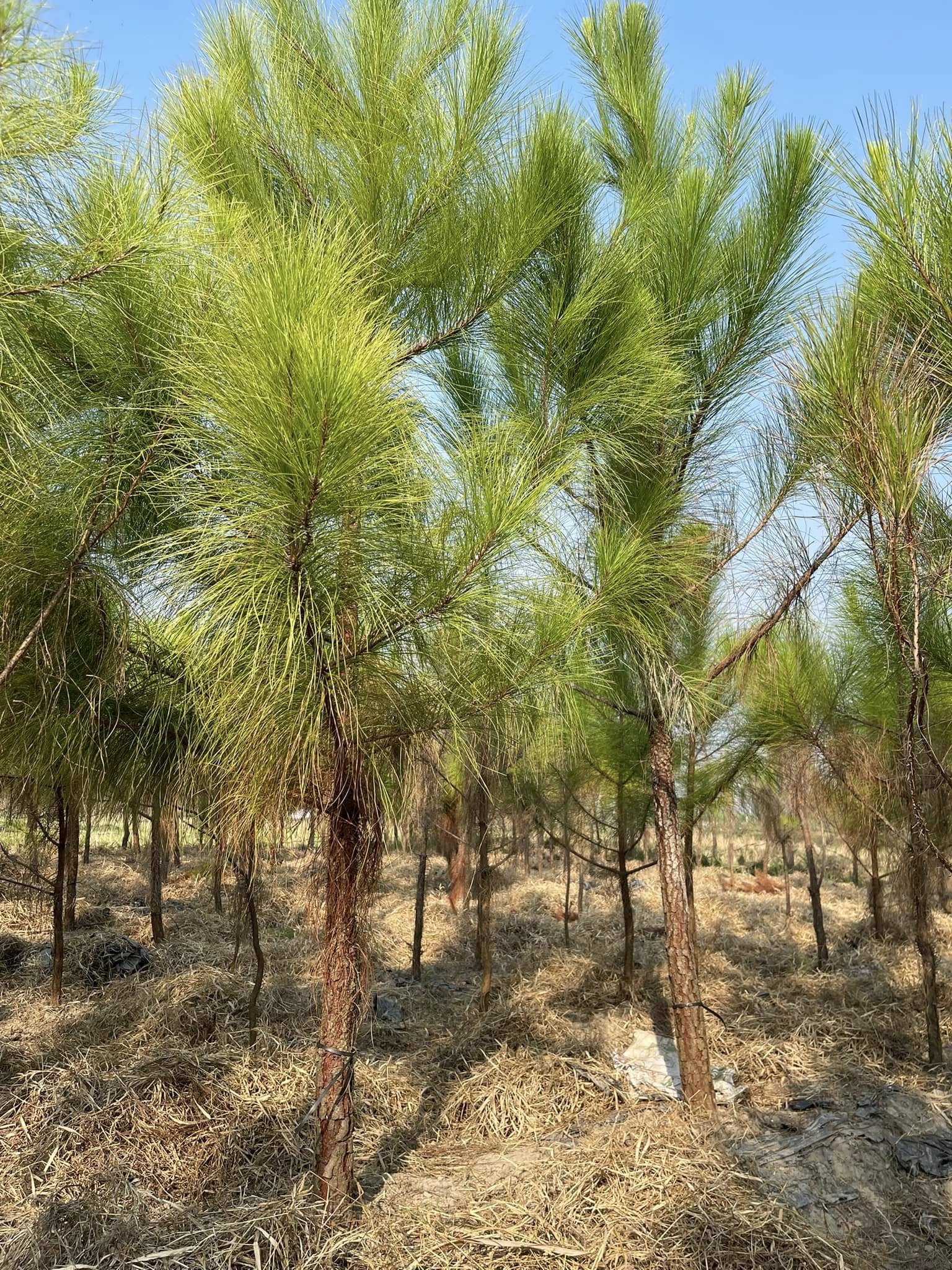 Cây Thông Công Trình Giá Tốt Tại Tây Nguyên